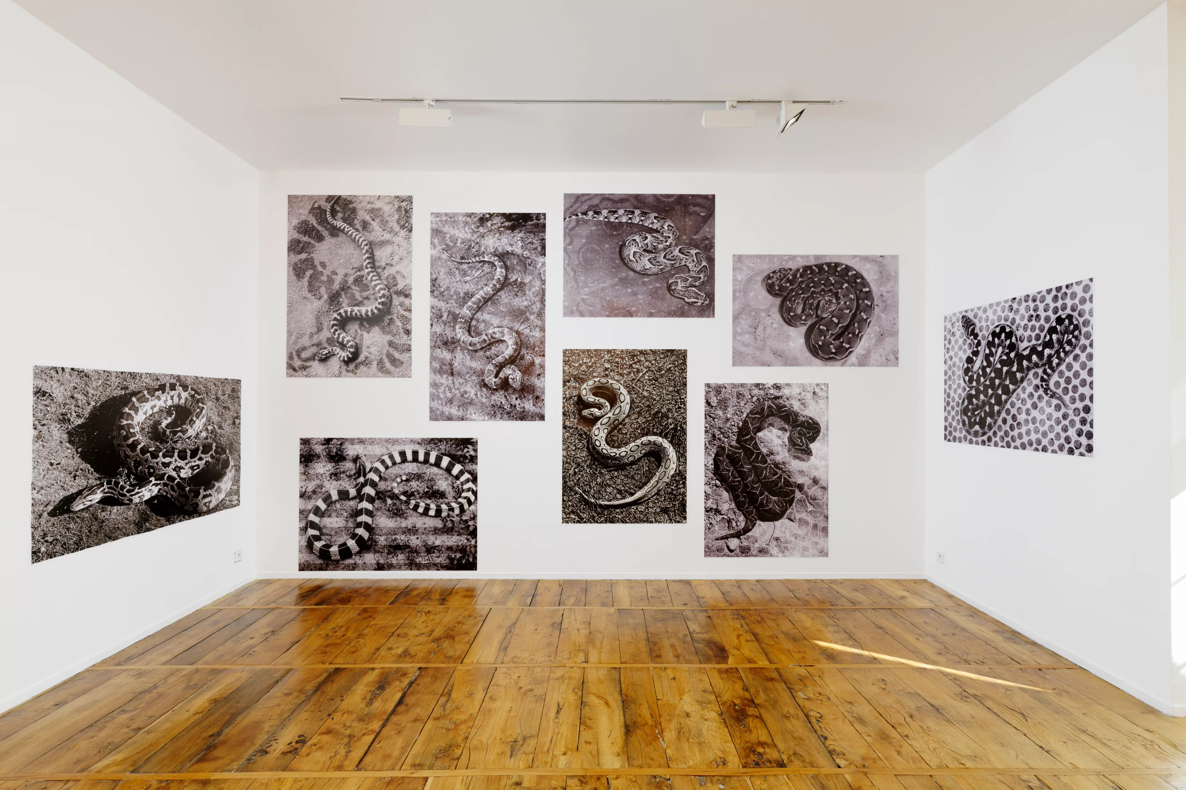Vue de l'exposition Nous sommes tous des lichens