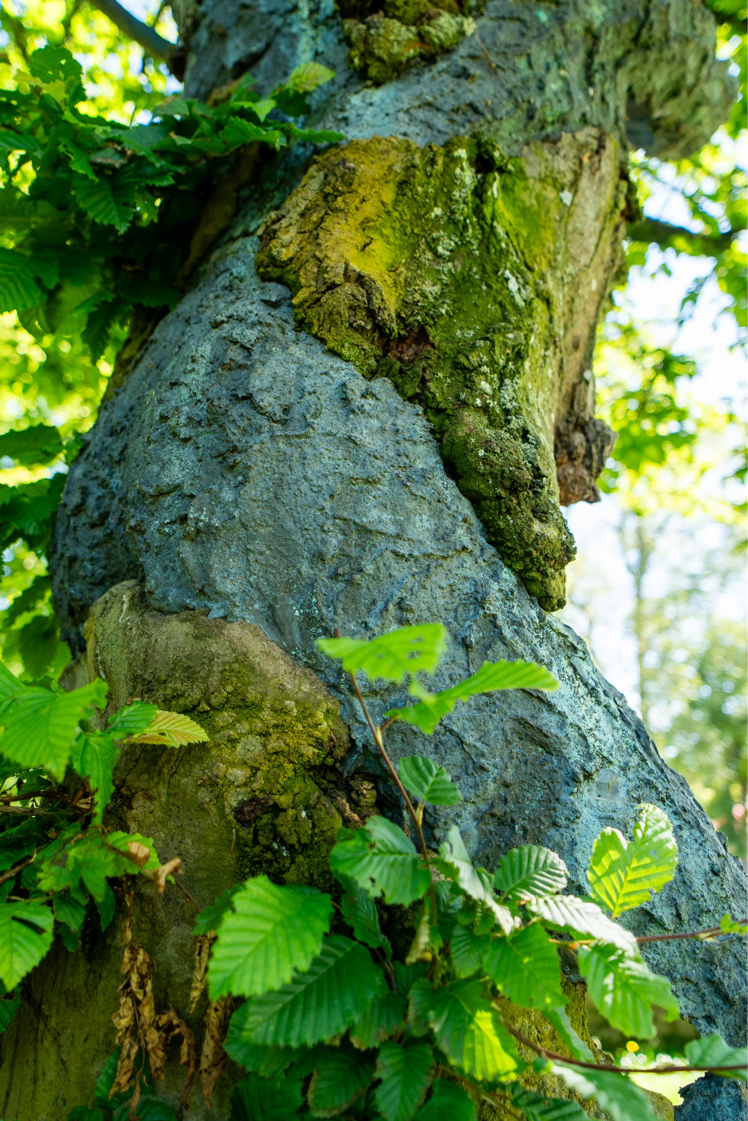 "Souffle végétal" de Giuseppe Penone